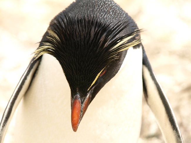 ../../Pictures/241209/020 Rockhopper.JPG